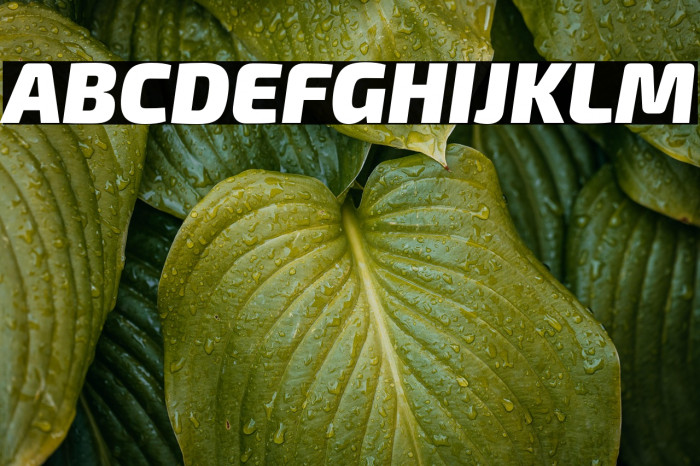 Exo 2 Black Italic Example 1