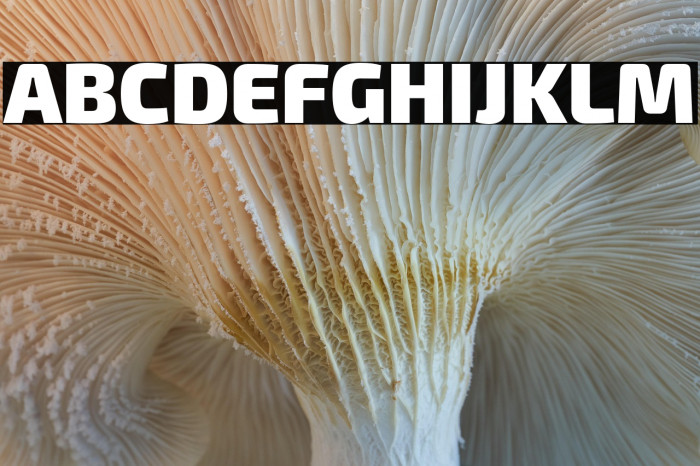 Exo 2 Black Example 1