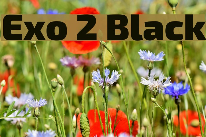 Exo 2 Black Font examples