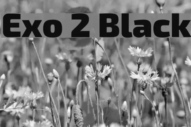 Exo 2 Black Font examples