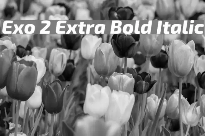 Exo 2 Extra Bold Italic Font examples