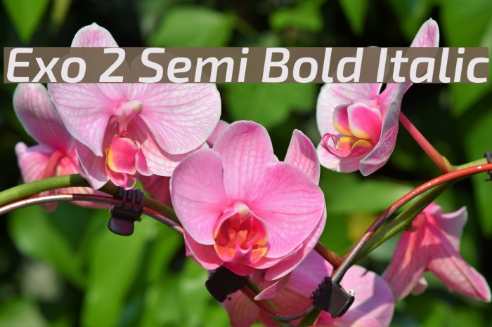 Exo 2 Semi Bold Italic Font examples