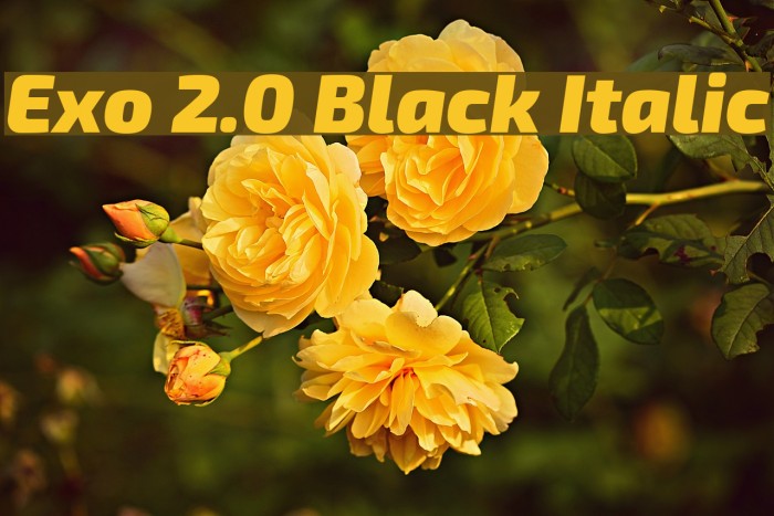 Exo 2.0 Black Italic Font examples