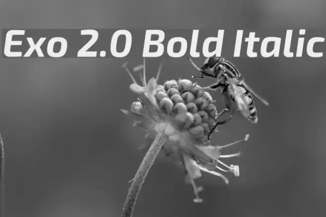 Exo 2.0 Bold Italic Font examples