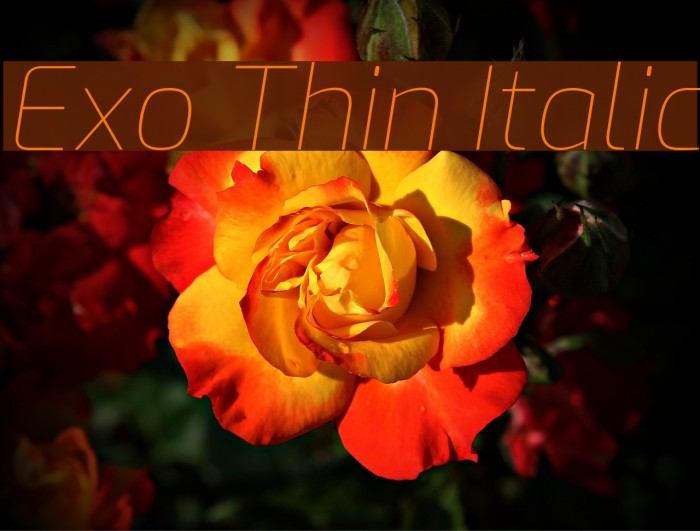 Exo Thin Italic Font examples