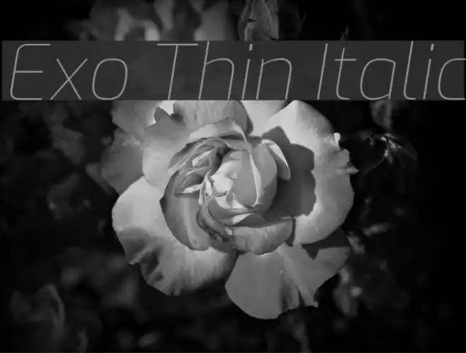 Exo Thin Italic Example 1