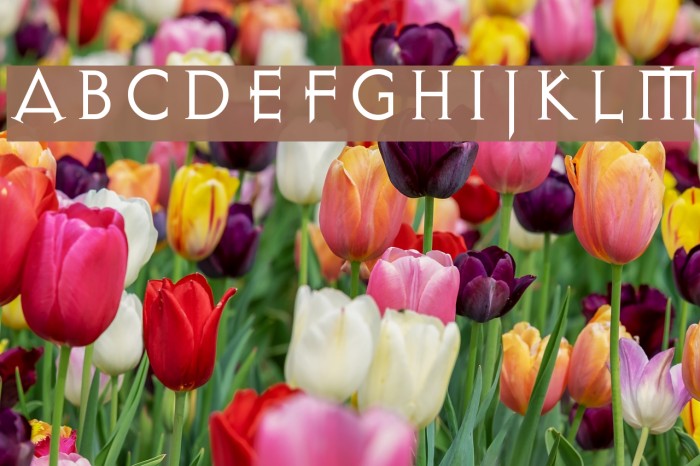 Exocet Light Example 2