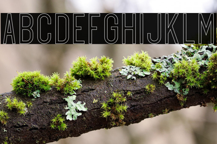 Exon outline Example 3