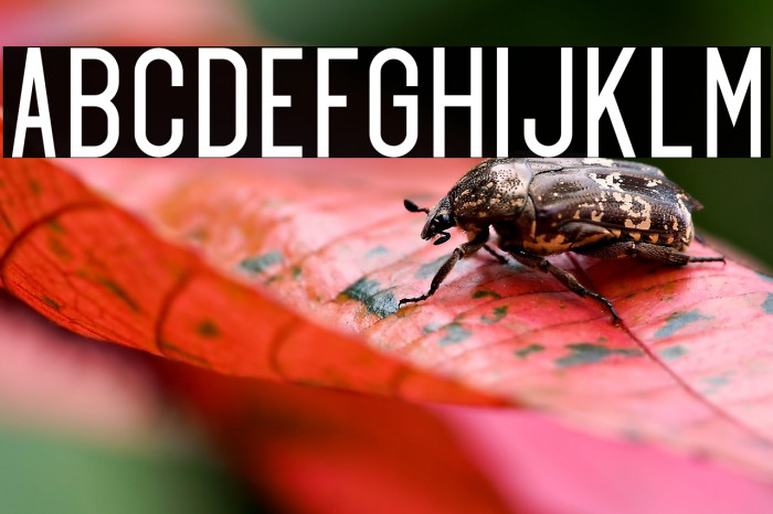 Exonregular Example 1