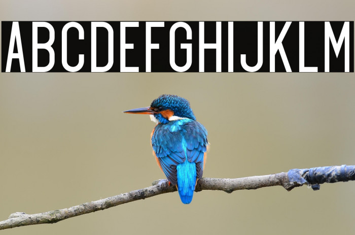 Exonregular Example 3