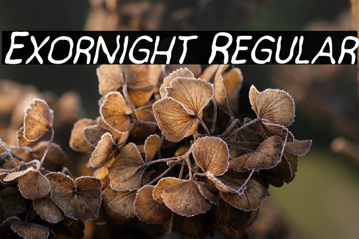 Exornight Regular Example 2