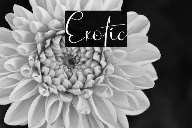 Exotic Example 3