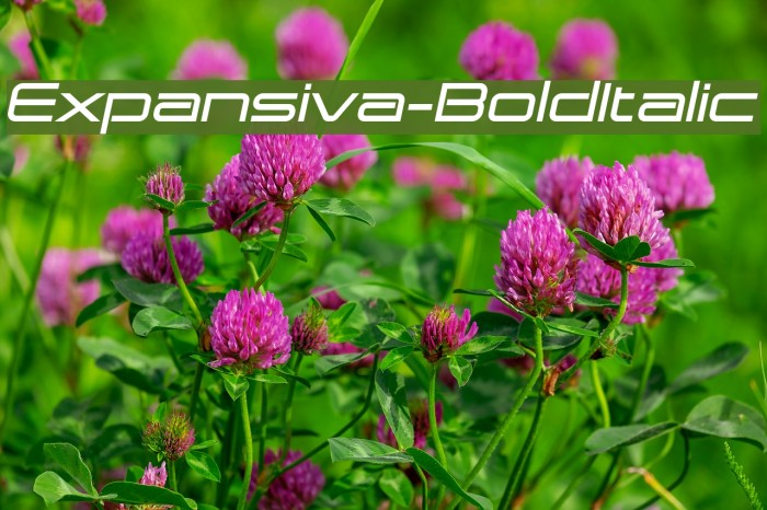 Expansiva-BoldItalic Fonte examples