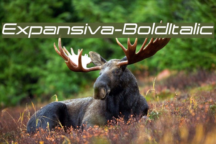 Expansiva-BoldItalic Fonte examples