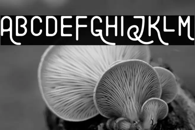 Explore Font examples