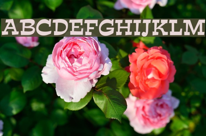 Expo Font examples