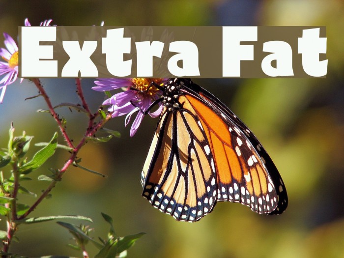 Extra Fat Font examples