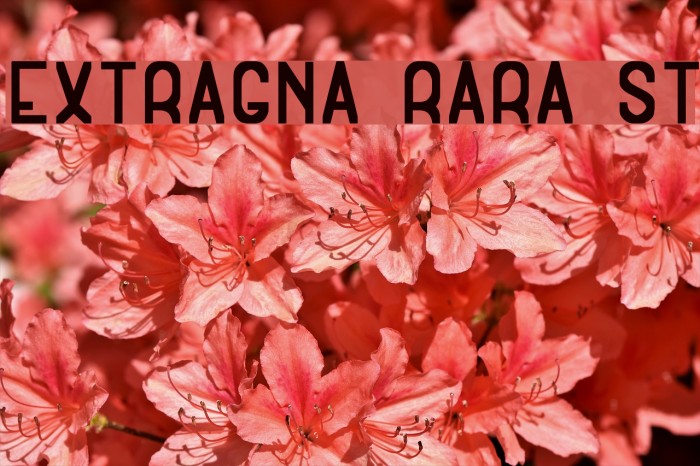Extragna Rara St Шрифта examples