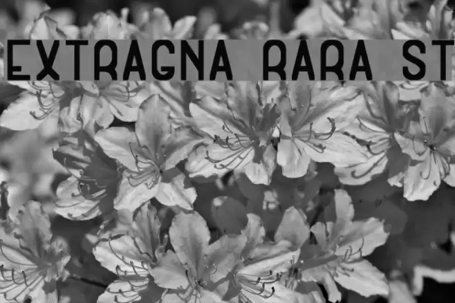 Extragna Rara St Font examples