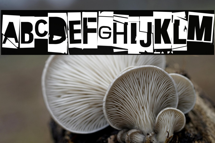 Extraoin Zhurdlyou Total War Mi Example 2