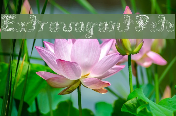 Extravagant Pete Font examples