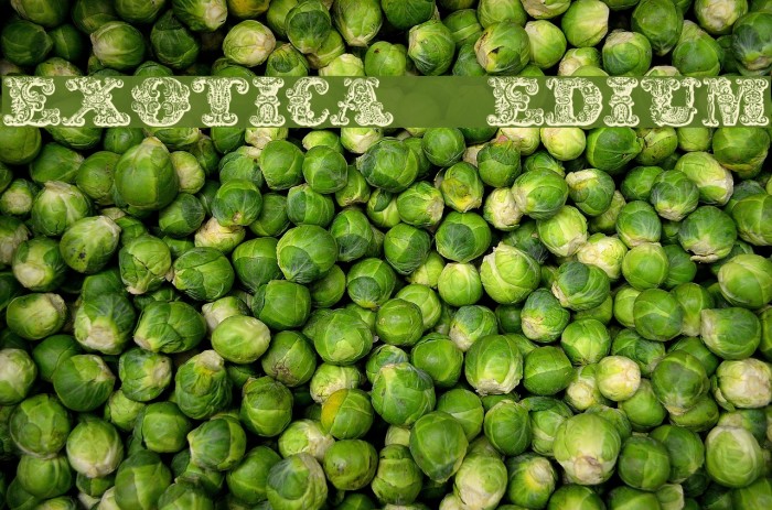 exotica Medium Font examples