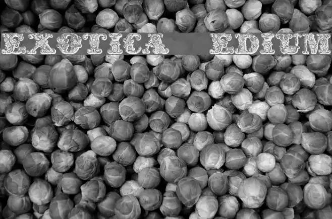 exotica Medium Fonte examples