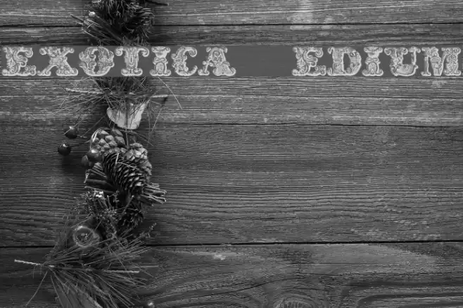 exotica Medium Fonte examples