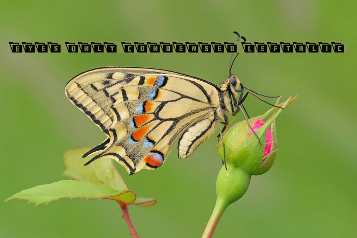 Eyes Only Condensed Leftalic Example 3