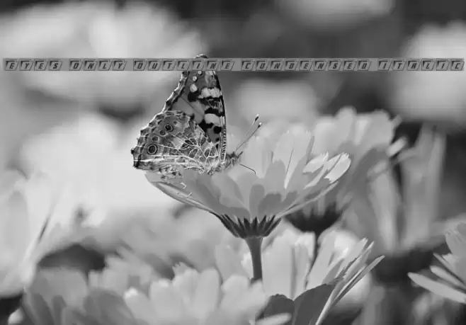 Eyes Only Outline Condensed Italic Font examples