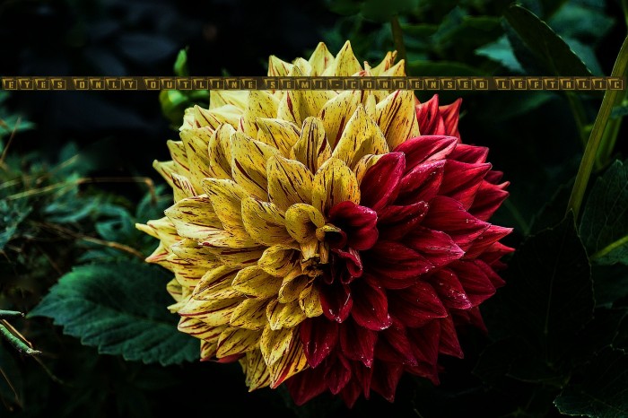 Eyes Only Outline Semi-Condensed Leftalic Example 1