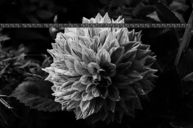 Eyes Only Outline Semi-Condensed Leftalic Font examples