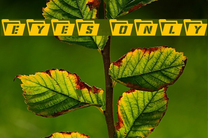Eyes Only Font examples