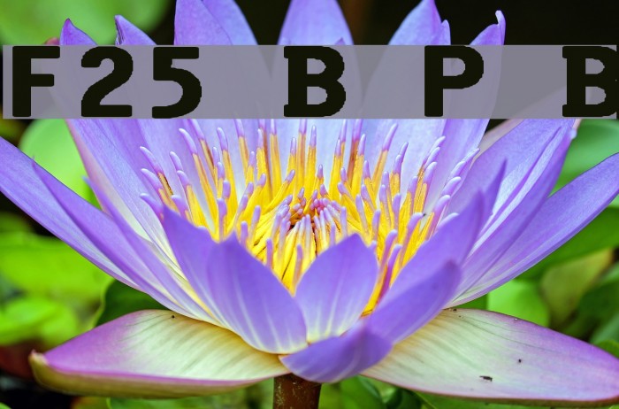 F25 Bank Printer Bold Fuentes examples