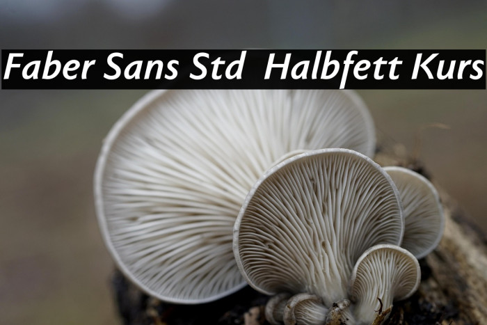 Faber Sans Std 76 Halbfett Kurs Example 2