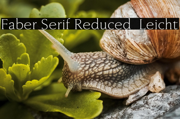 Faber Serif Reduced 45 Leicht Example 3