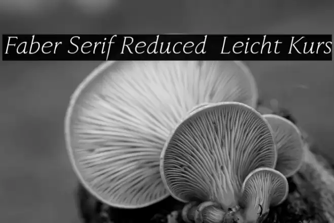 Faber Serif Reduced 46 Leicht Kurs Font examples