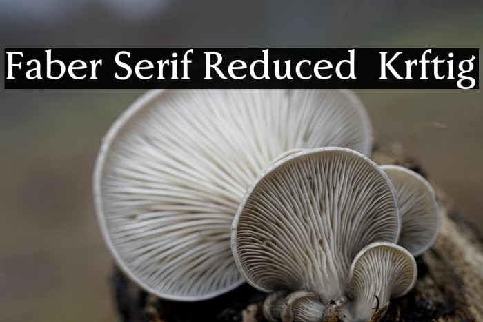 Faber Serif Reduced 65 Kräftig Example 2