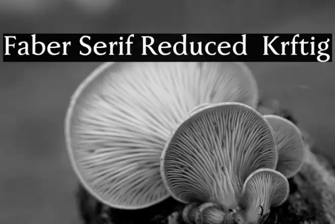 Faber Serif Reduced 65 Kräftig Font examples