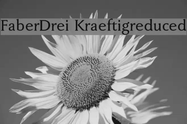 FaberDrei-Kraeftigreduced フォント examples