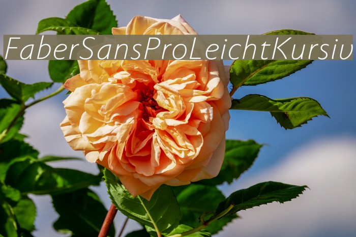 FaberSansPro-LeichtKursiv Font examples