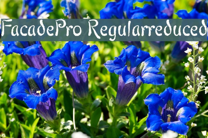 FacadePro-Regularreduced Example 1