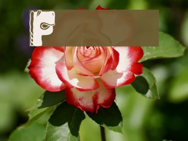 Facelook Example 2