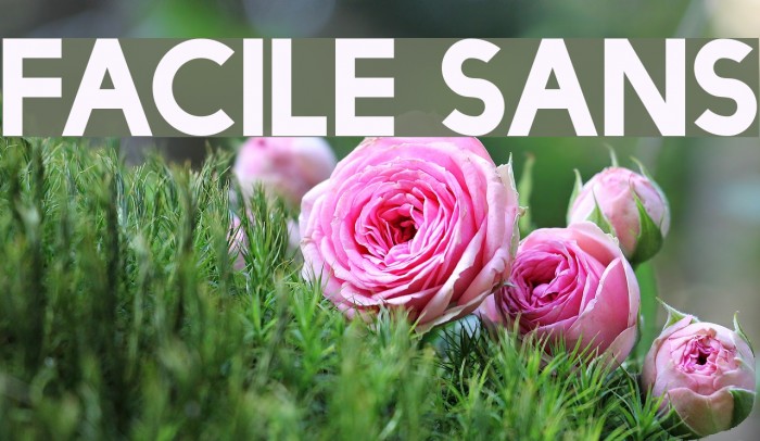 Facile Sans Font examples