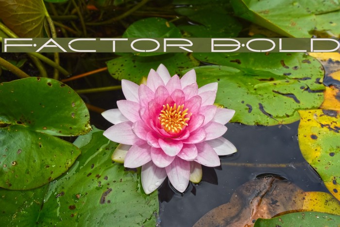 Factor Bold Example 1