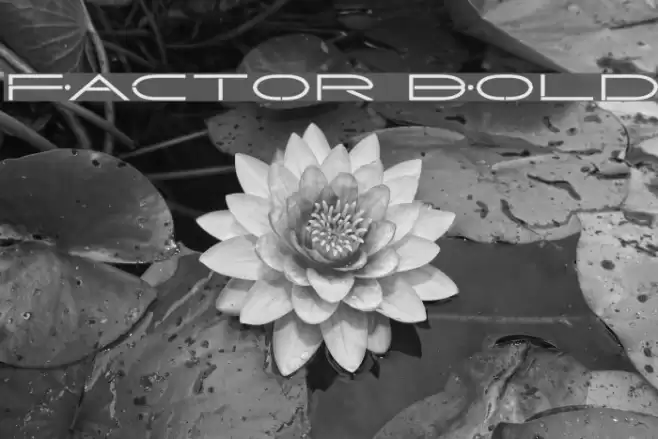 Factor Bold Font examples