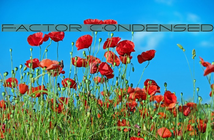 Factor Condensed Font examples