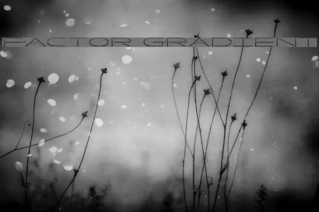 Factor Gradient Font examples