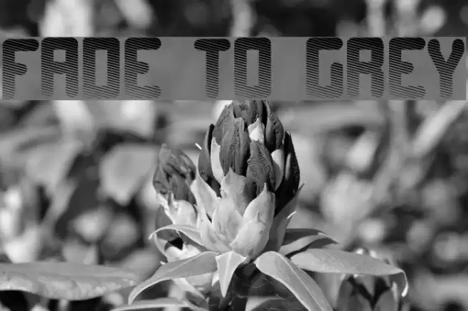Fade to grey Fonte examples