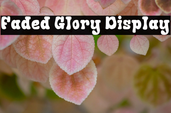 Faded Glory Display Example 1